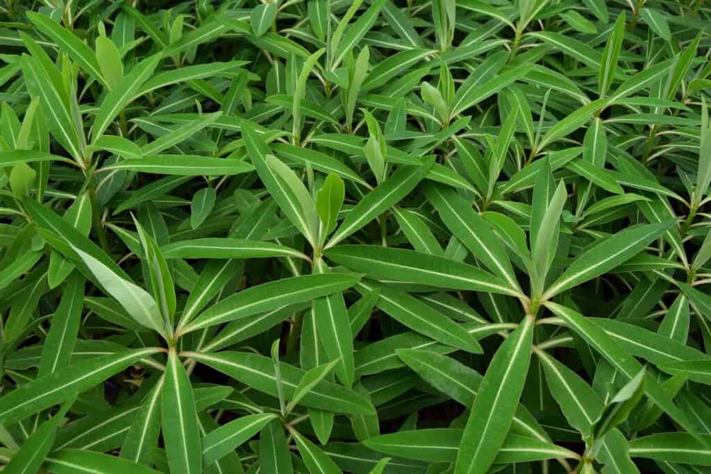 Euphorbia mellifera ---